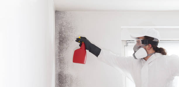 Best Toxic Mold Removal  in USA